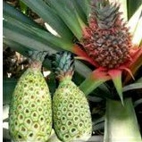 

nanas muda kupas bersih fresh per 1pcs