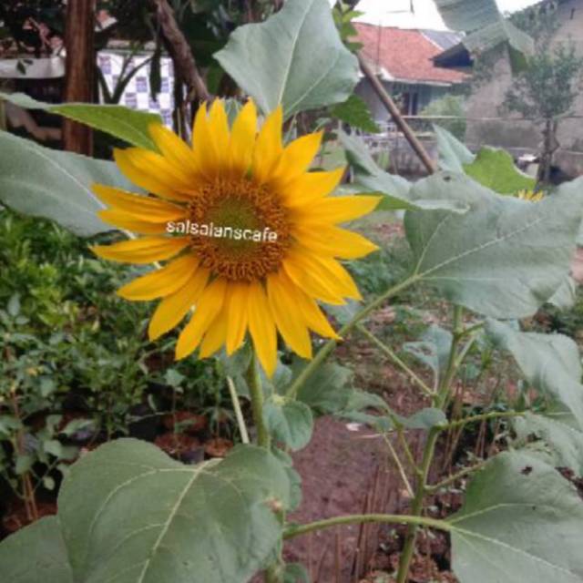 @ Pohon Bunga Matahari Jumbo 40 cm Bibit  tanaman Matahari