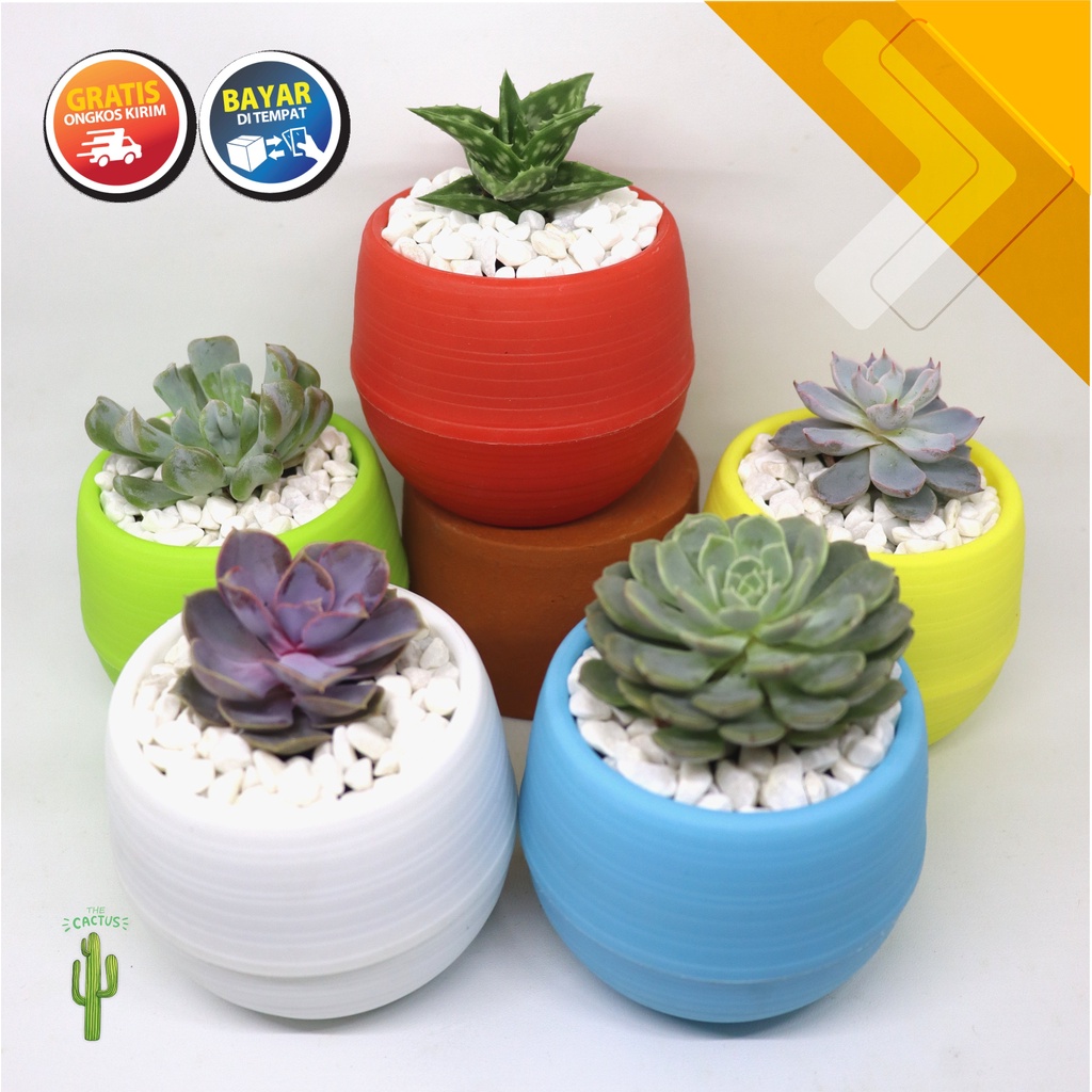 [GRATIS ONGKIR] Kaktus Sukulen Mini Hias Hidup Paket Lengkap Komplit Pot Bola Bulat Souvenir Murah