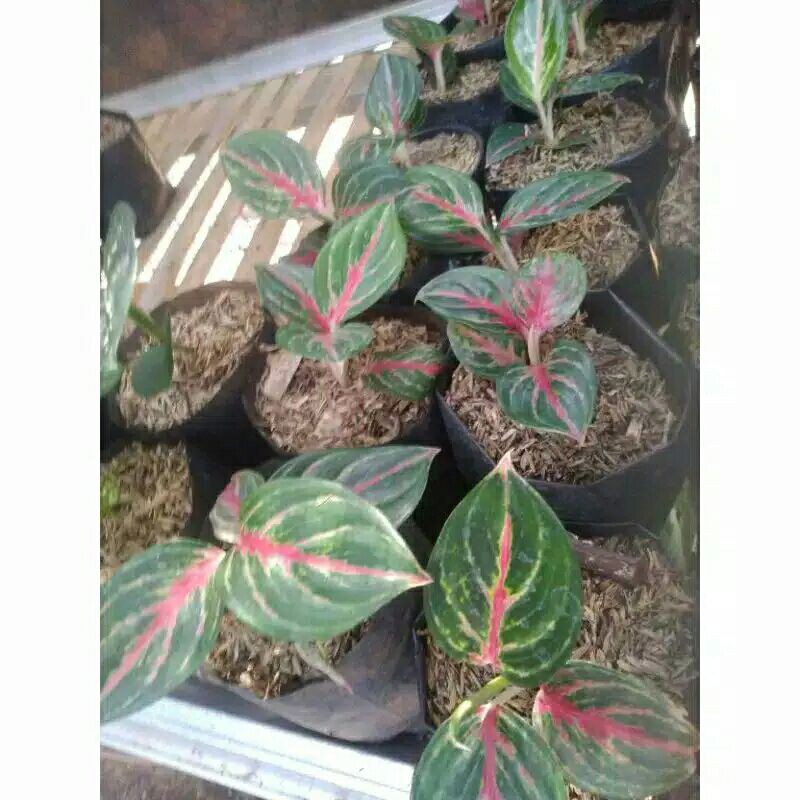 PROMO // Tanaman hias aglonema red borju bibit-Tanaman hias-Aglonema red borju-Red borju-PROMO AGLO