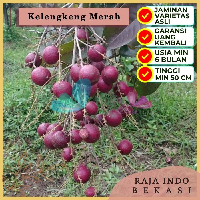 Bibit Tanaman Buah KELENGKENG MERAH Premium