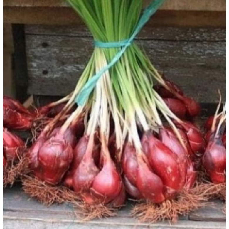 

bawang dayak