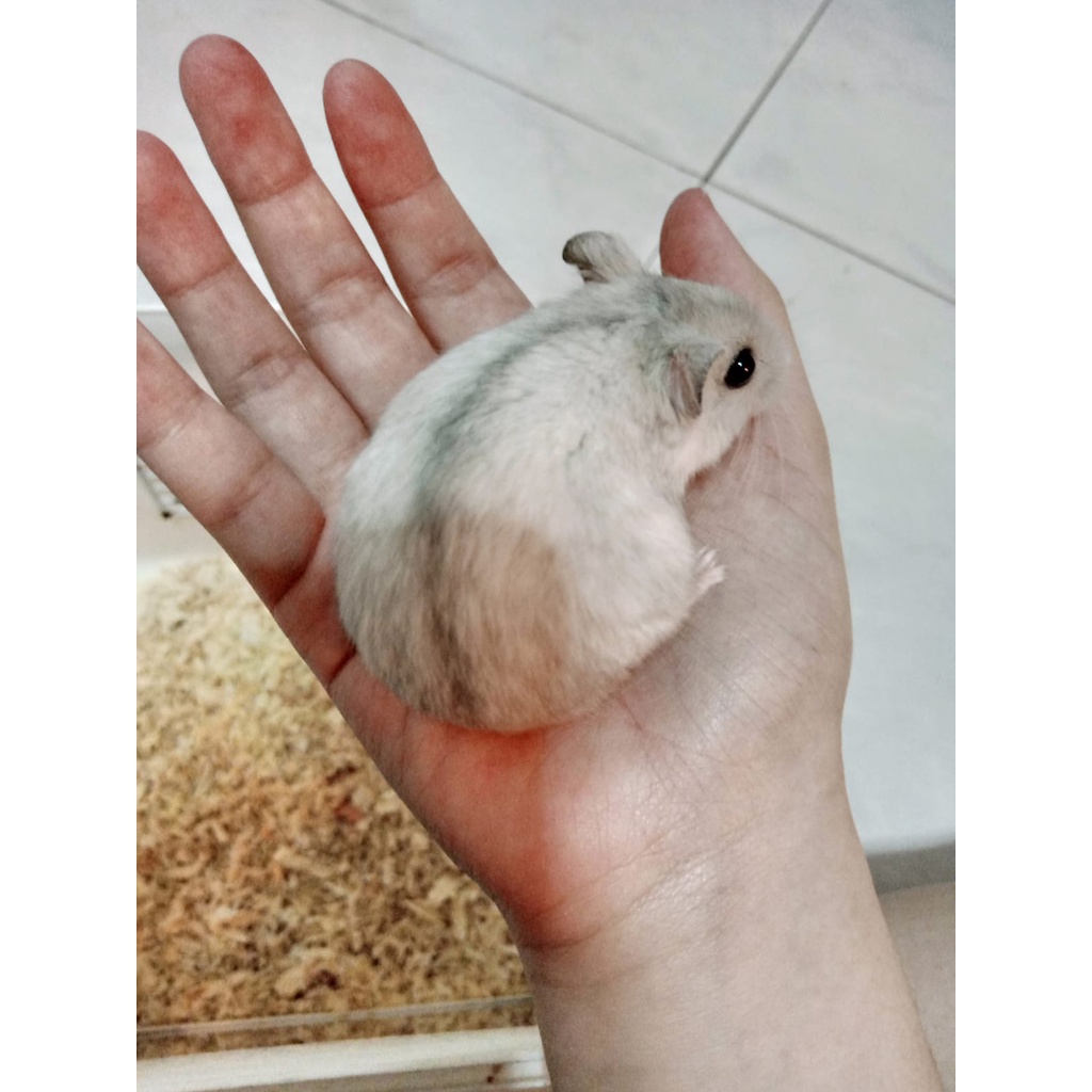 Hamster Winter White Indukan Sepasang Usia 6 Bulan