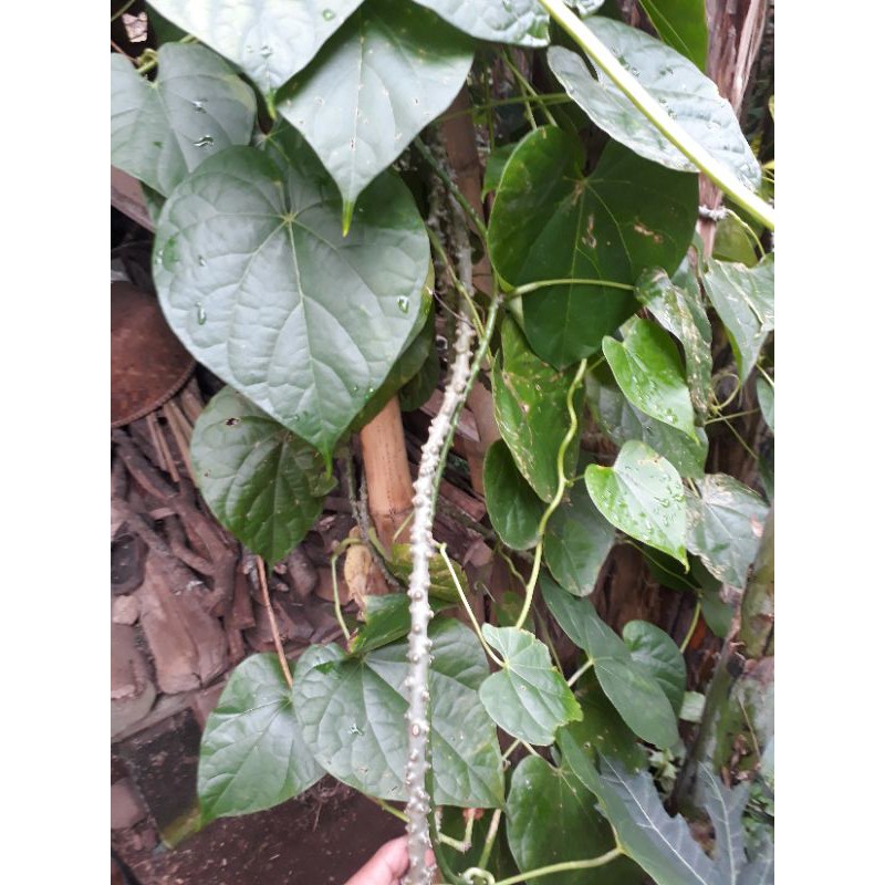 

patrawisuperherbalmantapyoburuanoldersetokredi