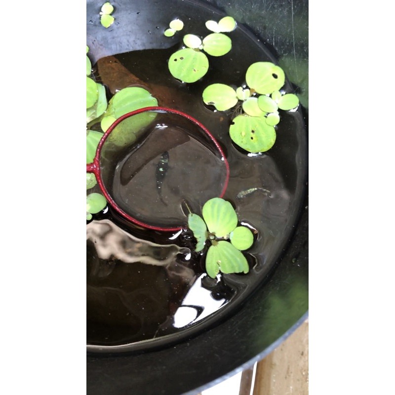 2 pair bahan avatar gold dan 3ekor male avatar + red koi gold size m(ikan cupang)