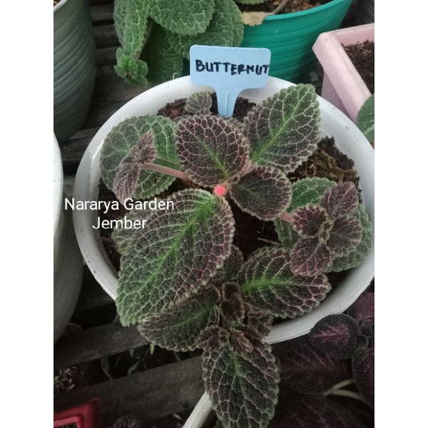 Episcia import Butternut