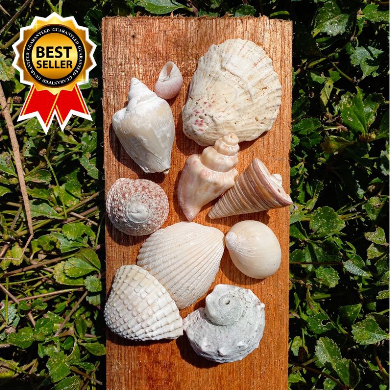 Kulit Kerang 150 gram - Kerang Laut - Hiasan Aquarium Aquascape Cangkang Kerang