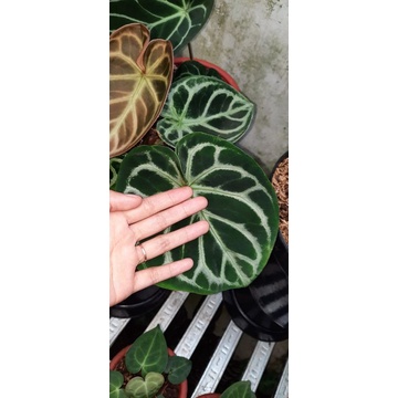 anthurium dorayaki mangkok