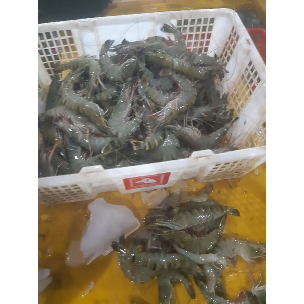 

udang tiger windu pancet sekilo isi 35 sampai 40 ekor fresh segar