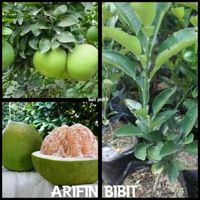 k0y bibit jeruk bali putih @_@