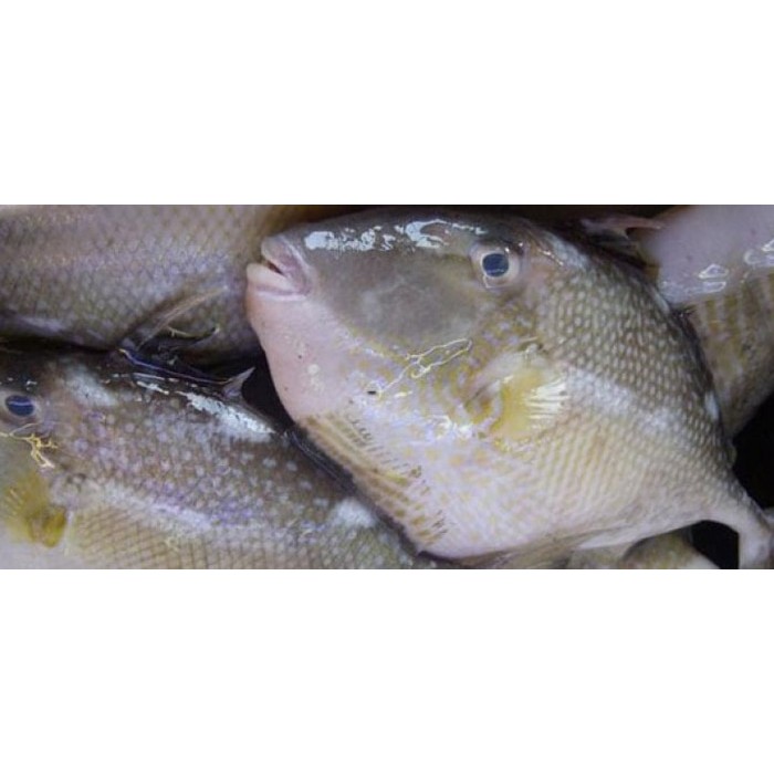 

Ikan Ayam2 / Kambing2 Segar 1000 Gram