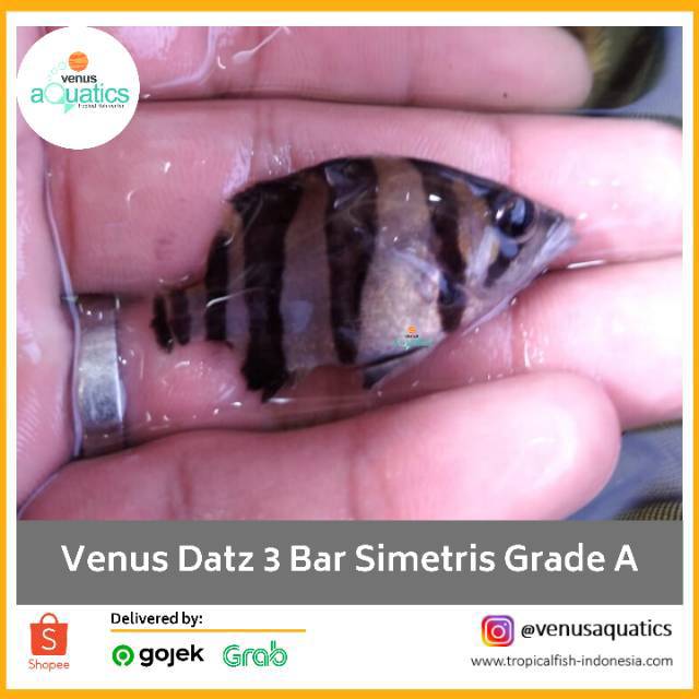 VENUS TIGER DATZ 3 BAR BERSIH SIMETRIS GRADE A