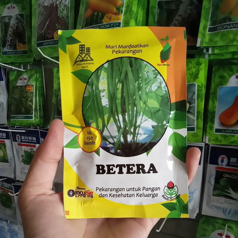 Benih Buncis Tanpa Lanjar Betera Isi 150bj