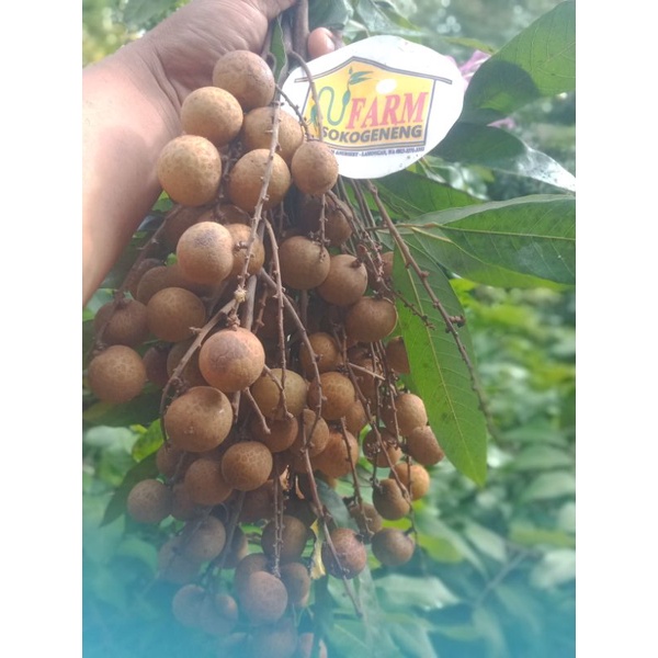 

buah segar kelengkeng fresh per 250 gr lengkeng biji kecil super manis kebun milik sendiri dipetik jika ada pesana