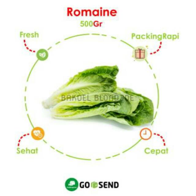 

ROMAINE 500GRAM / ROMANE / FRESH VEGETABLES / VEGETABLE / SAYUR SAYURAN SEGAR BAKOELBLONDJOE