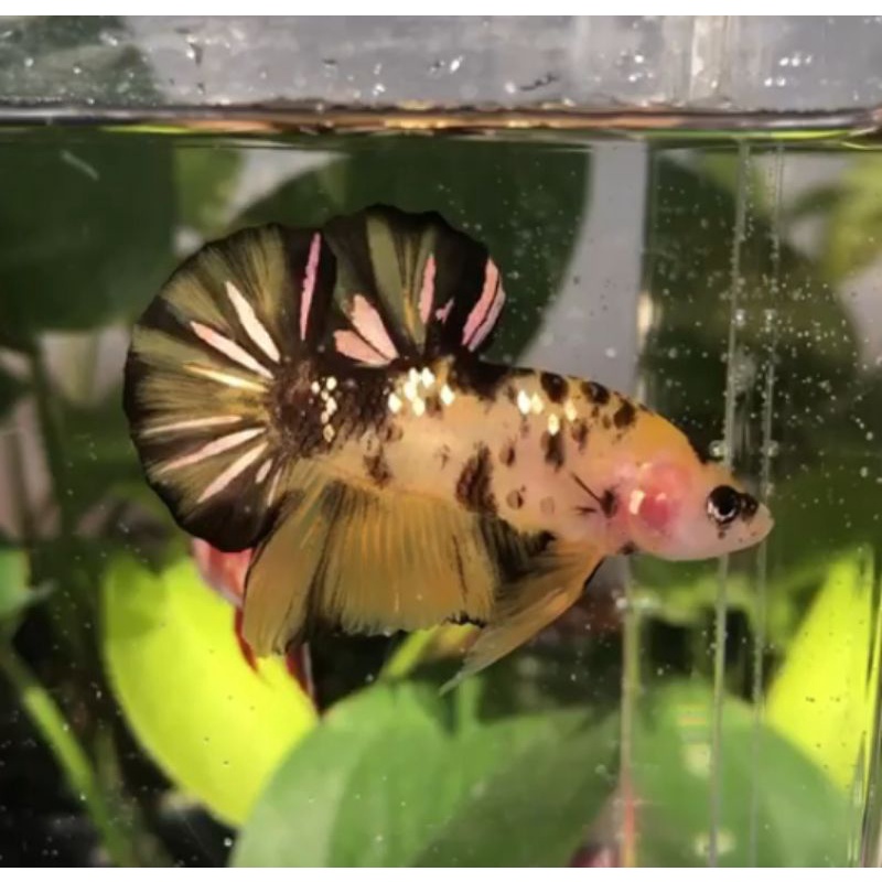 Yellow Koi Copper Anif