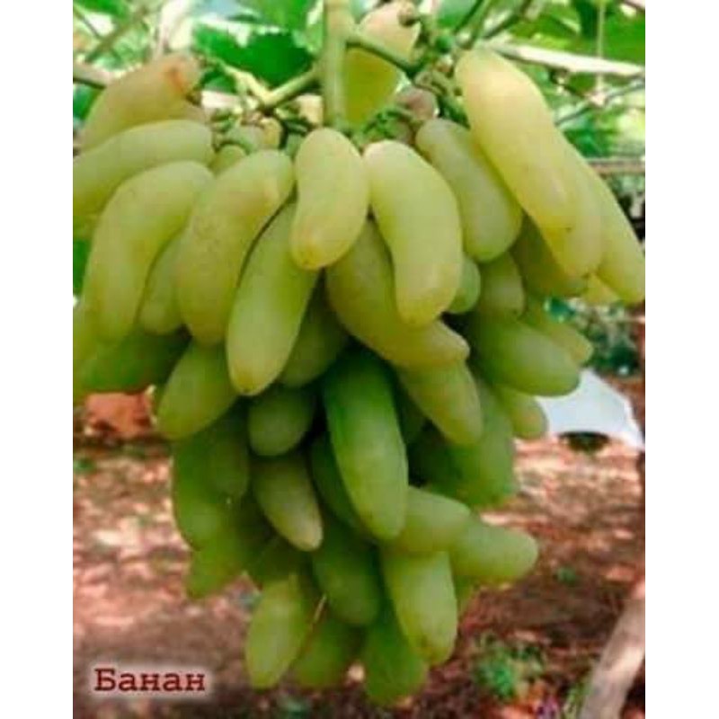 BIBIT ANGGUR IMPORT BANANA
