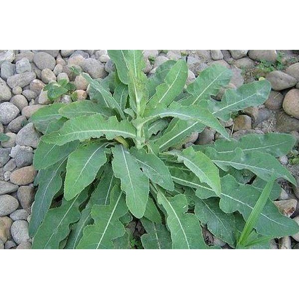 Bubuk Daun Tempuyung 250 g Simplisia Serbuk Sonchus arvensis