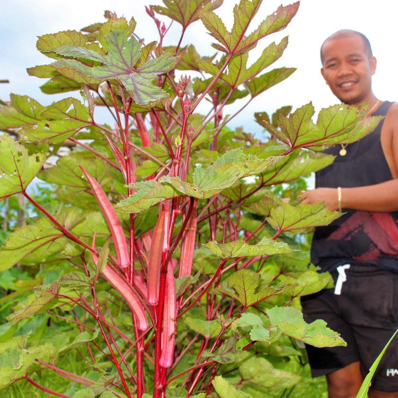 Bibit Okra Merah Carmine Splendor F1 - Benih Sayuran