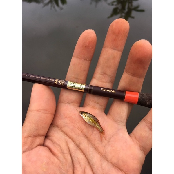 Daiwa HINATA 5ft 150cm Joran Tegek Import Micro Fishing - Tanago Rods