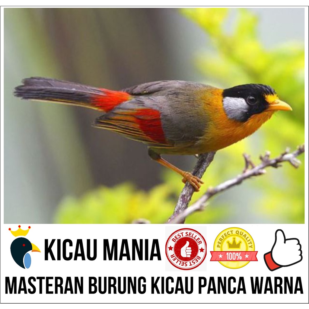 Masteran Burung Pancawarna Gacor