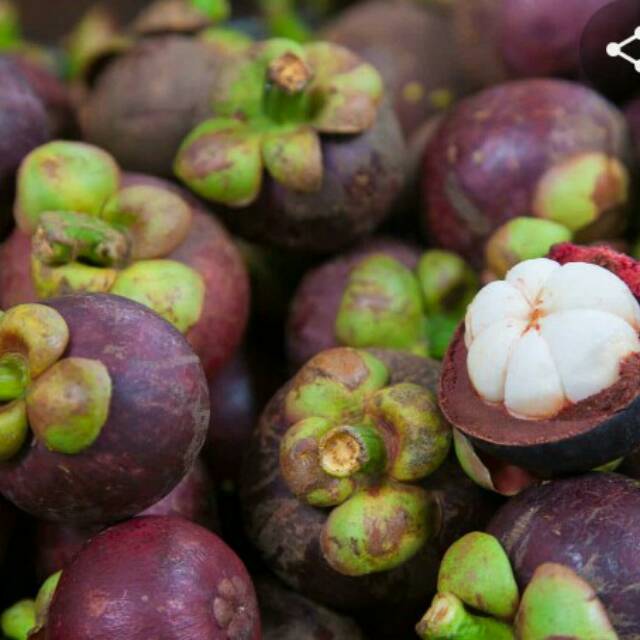 

Manggis harga per 1kg