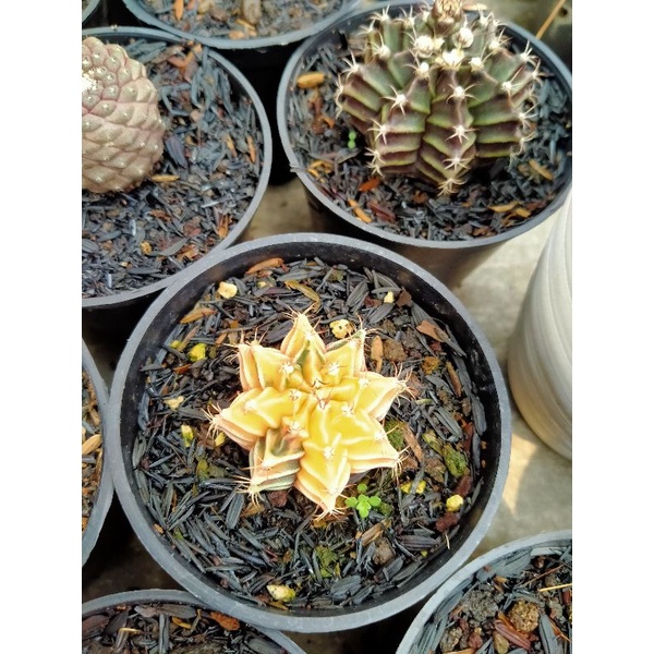 kaktus miha varigata hybrid+pot8cm