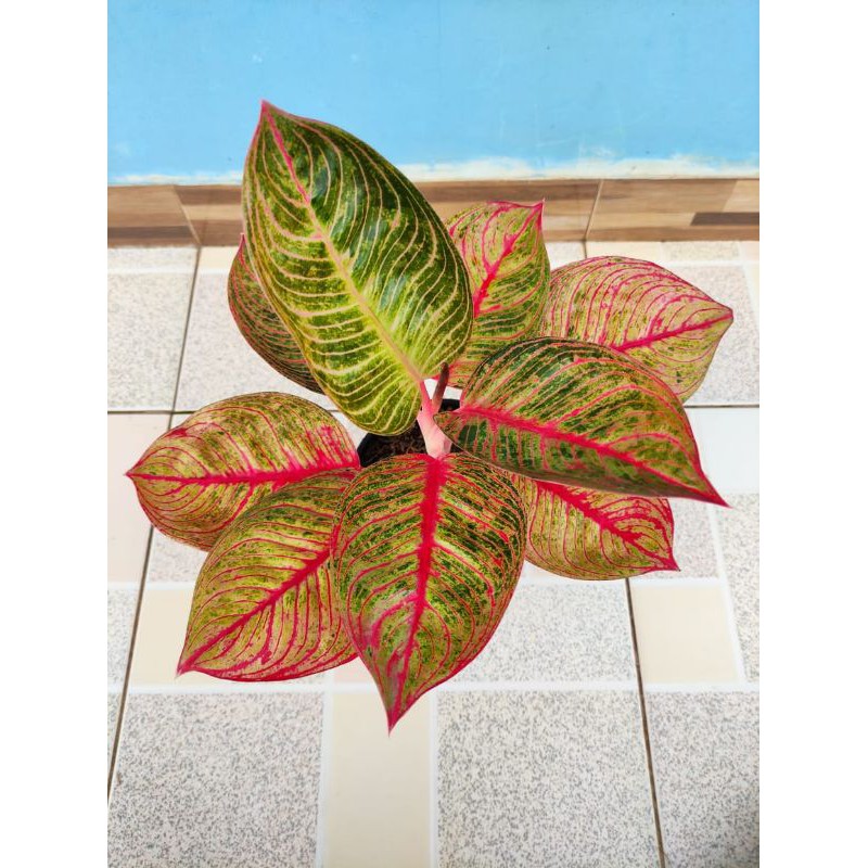 pohon koleksi aglonema huges terah merah dewasa