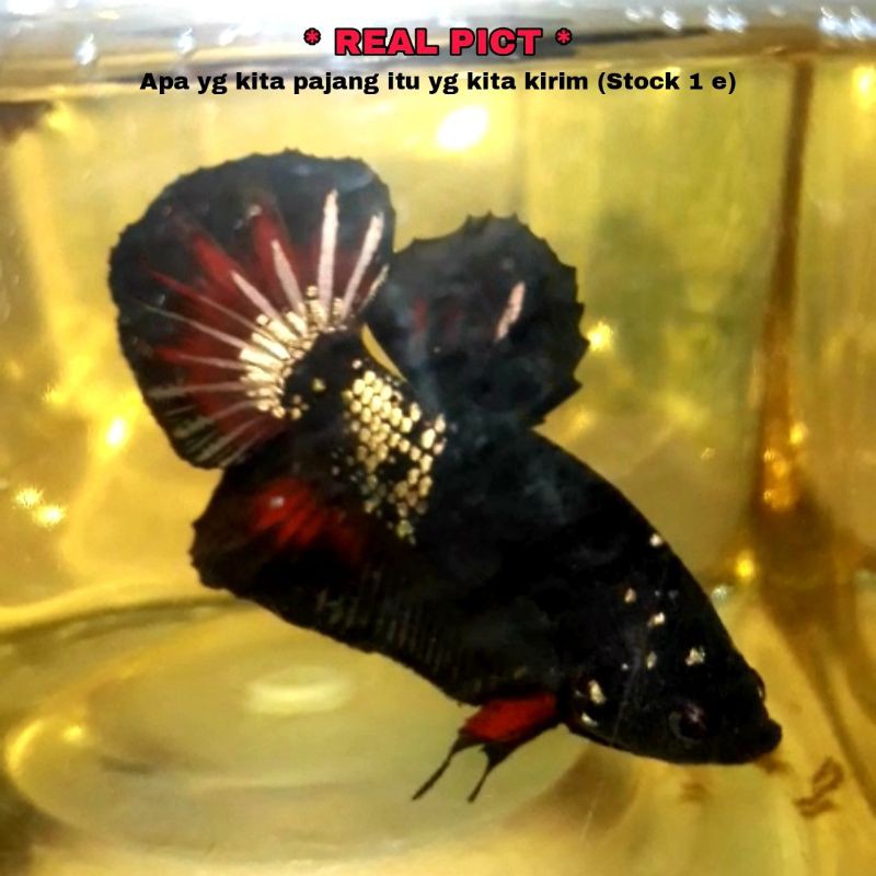 Cupang avatar vampire gold startail Top Grade++