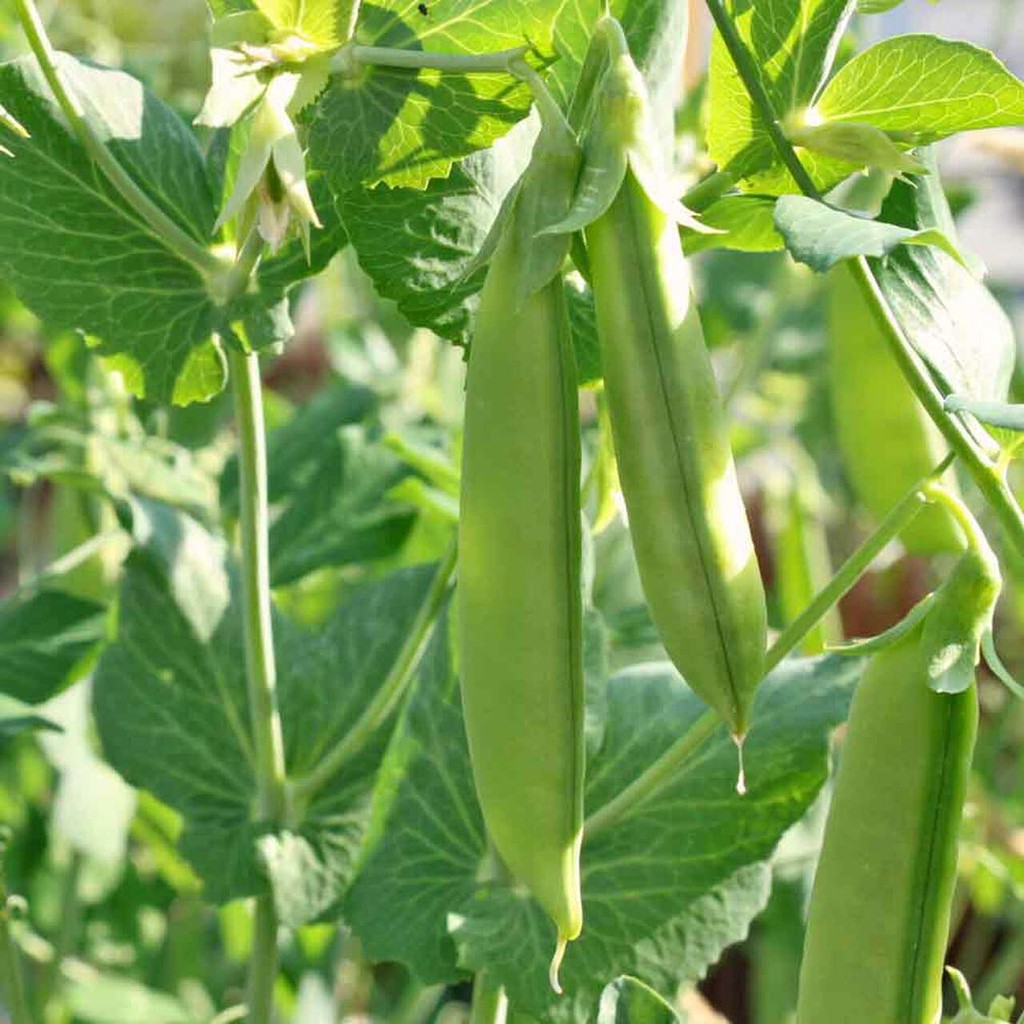 Benih Bibit Biji - Kacang Kapri Polong Pipih Snow Pea Taichung No. 11 Seeds - Panen Dalam 65 Hari