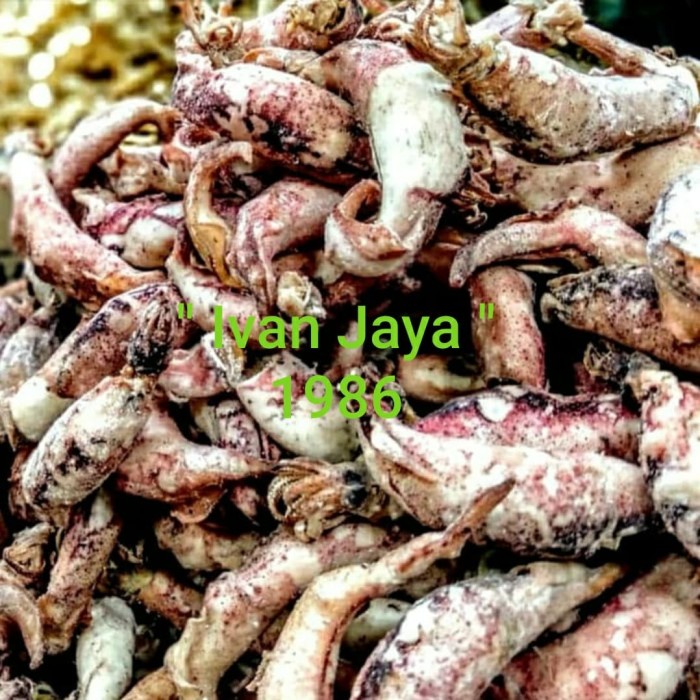 

Ikan Cumi telor Asin 250 gram - BARU