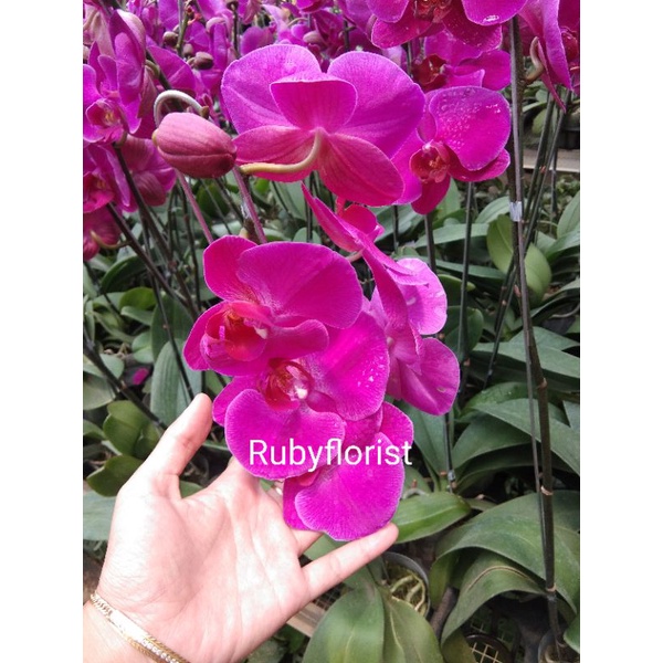 Tanaman Anggrek Bulan Ungu dewasa sudah berbunga