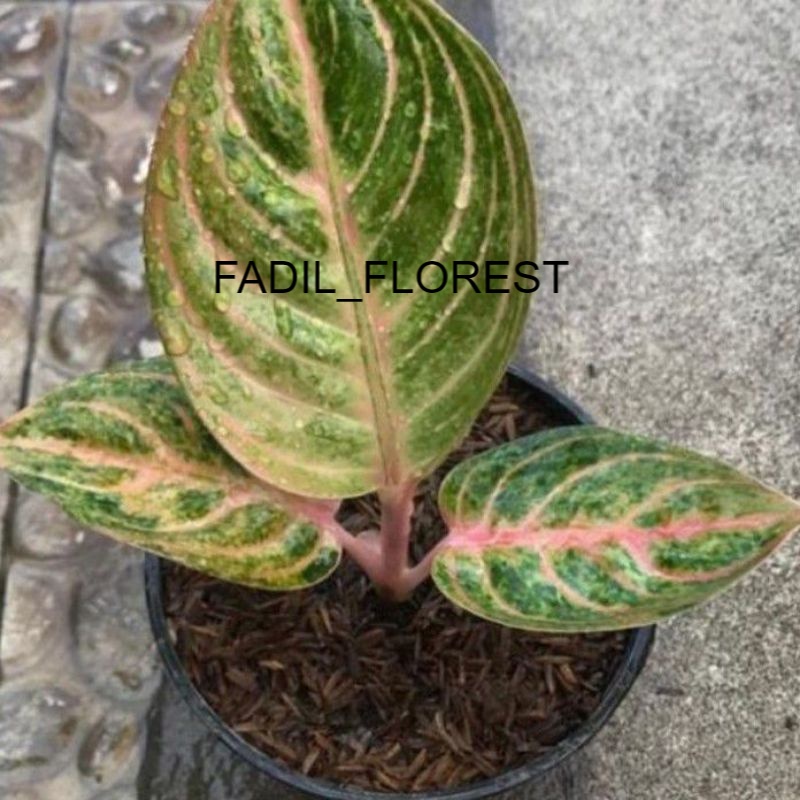 baby aglonema rinjani besar SEED_AGLONEMA