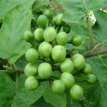 

Buah takokak segar 1000gram terbaik