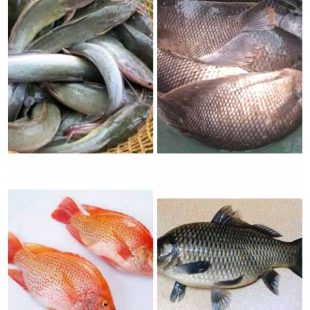 Ikan Patin / Nila Merah / Mas / Lele / Mujaer / Bawal / Gurame