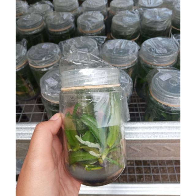 BIBIT BOTOL ANGGREK BULAN HYBRID KOLEKSI LOKAL TAIWAN SIAP AKLIMATISASI