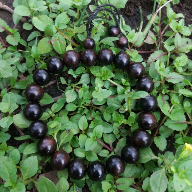 Gelang tasbih kayu galih stigi/setigi hitam