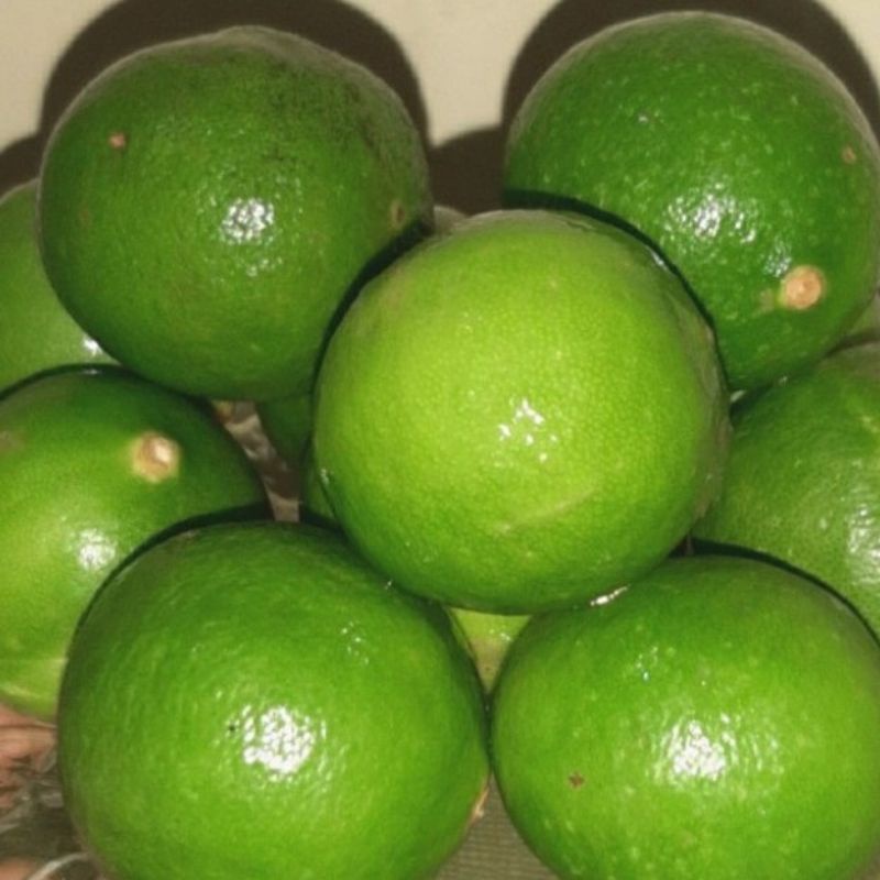 

Fresh Jeruk Nipis banyak airnya / Jeruk lemon lokal /Jeruk California lokal 1 kg