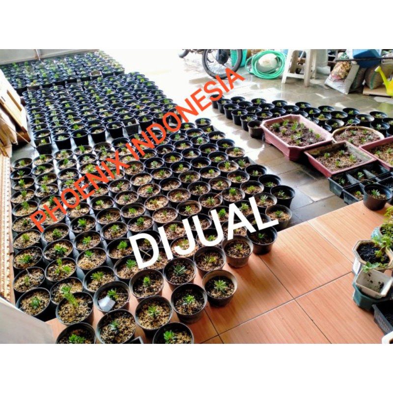 

BIBIT LO HANSUNG CINCUAN +/-7cm