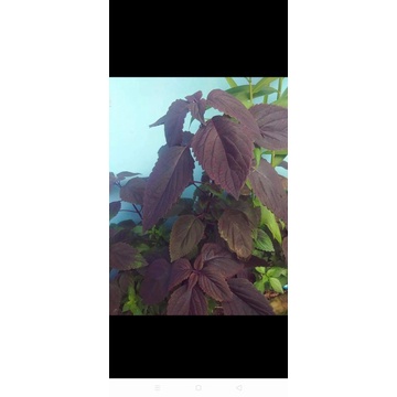 

Daun segar jawer kotok