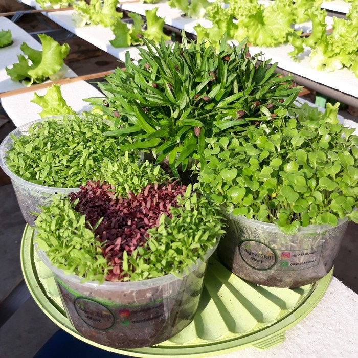 Kit Microgreens