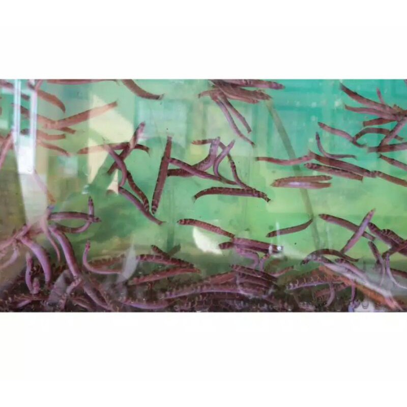 Ikan Hias Kuhli Loach