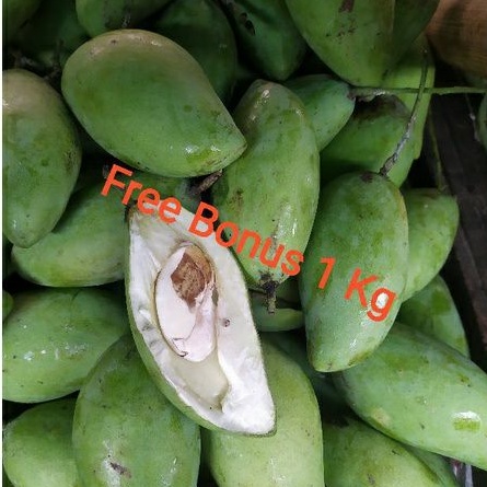 

Mangga Muda Uk 1 Kg + Gratis Bonus