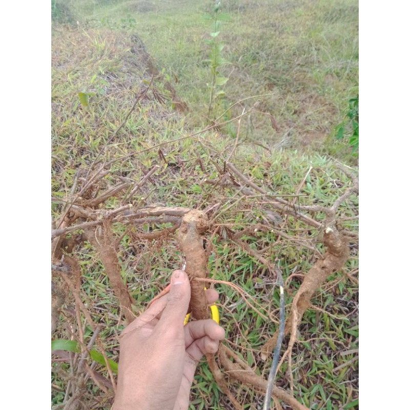 bahan bonsai putri malu dan pulutan
