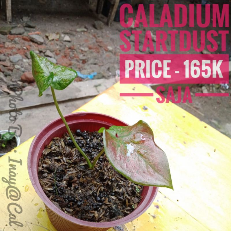 Caladium StarDust - Caladium Hybrid