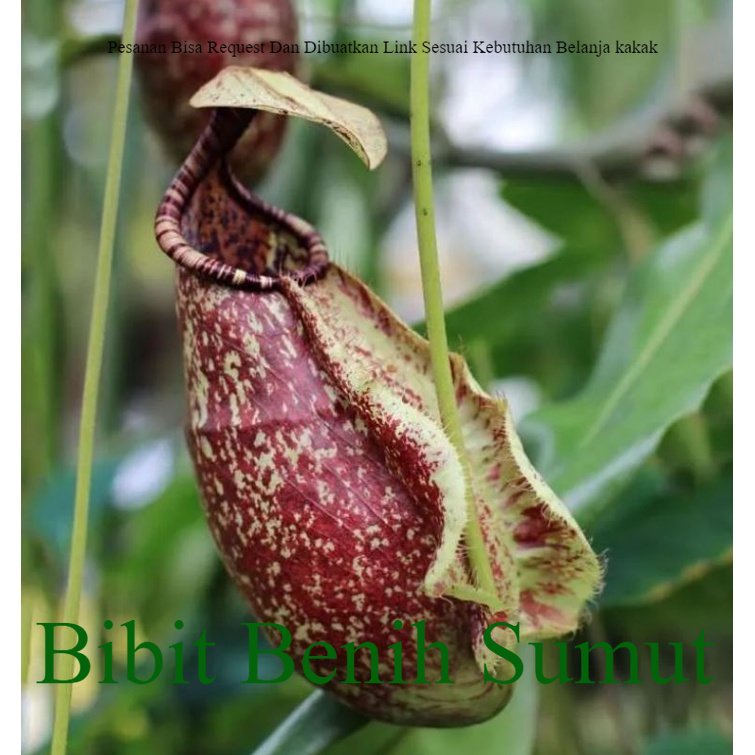 Kantong Semar Nepenthes Sp Simaim Tanaman Karnivora carnivora Tropical pitcher carnivorous  plant Ta