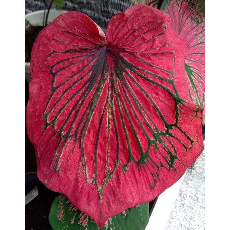 caladium ganesha wilis double leaf/ daun ganda