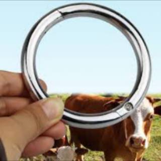 Cincin Ring Untuk Hidung Sapi Lembu dan Kerbau Cow Bull Ox