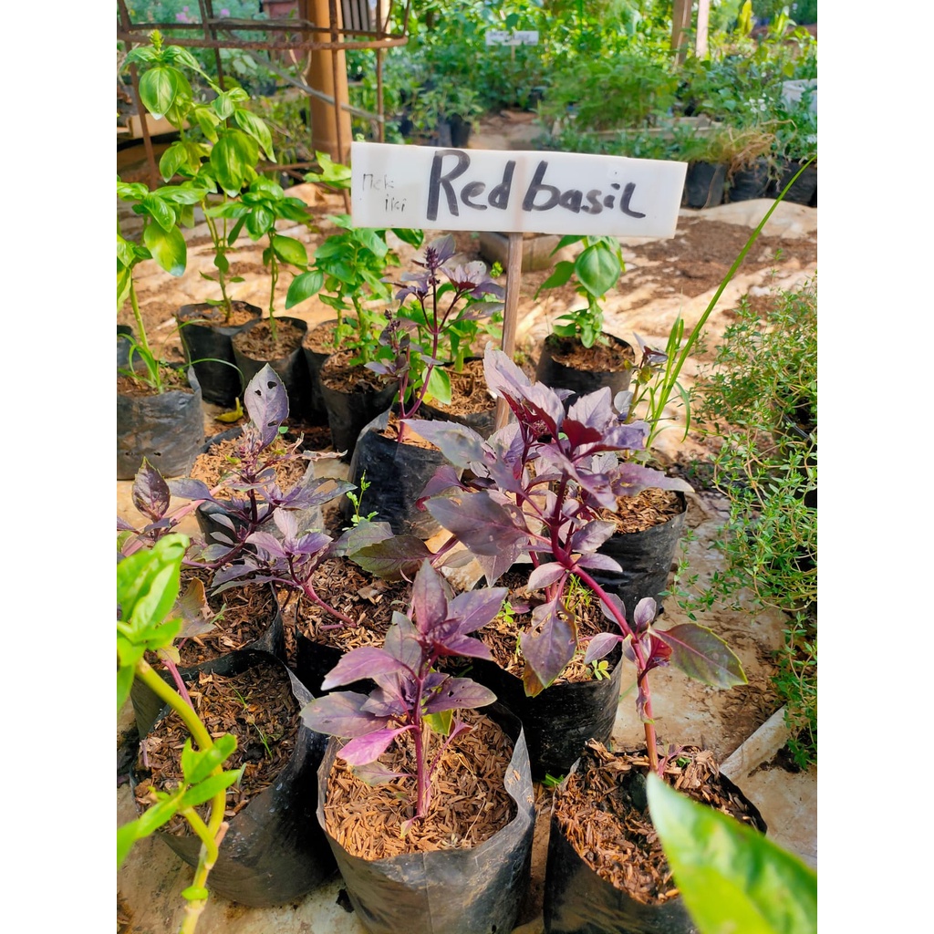 Bibit Red Leaf Basil/Red Rubin Basil Kemangi Merah