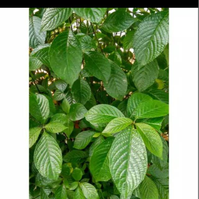 

Daun keji beling kering/pecah beling daun herbal 100gr